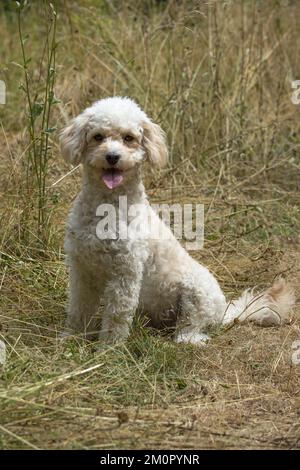 CHIEN. Cavapoo dans un pré ensoleillé Banque D'Images