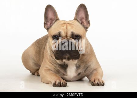 CHIEN. Bulldog français, couché, studio, fond blanc Banque D'Images