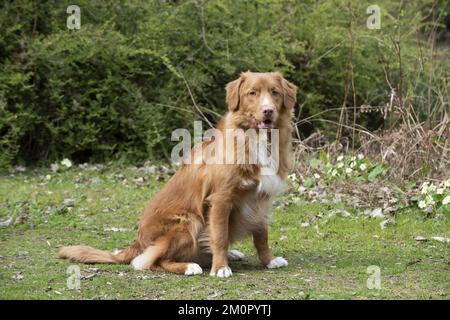 CHIEN. Retriever de canard de la Nouvelle-Écosse au printemps Banque D'Images