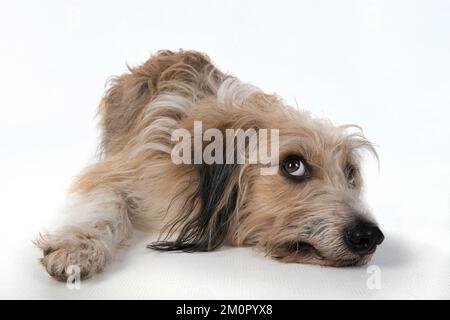 CHIEN. couché, avec les yeux vers le haut. studio, fond blanc Banque D'Images