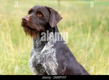 Chien pointeur allemand à poil dur Banque D'Images