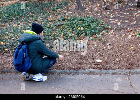 Un touriste nourrit un écureuil gris de l'est (Sciurus carolinensis) à l'intérieur d'un parc urbain de New York Banque D'Images