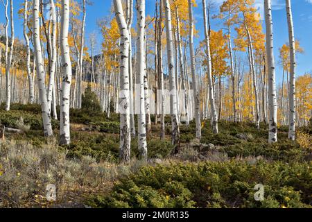 Aspens de tremblante 'Pando Cloner', également connu sous le nom de géant de trembles, colonie clonale d'un individu mâle de trempène de trempène. Banque D'Images