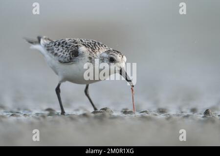 Sanderling sur un ver de sable. Banque D'Images