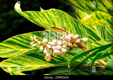 Blanc jaune coquillages Ginger fleurs vert jaune feuilles Waikiki Honolulu Hawaii Alpinia Zerumbet aussi connu comme plante de coquillages et porcelaine Lily Banque D'Images