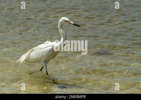 Pêche à la mue blanche à l'aigrette rouge près de la plage dans le sud-ouest de la Floride. Banque D'Images