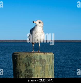 Mouette blanche se dresse sur un poste en bois de quai sur la plage de la baie. Ciel bleu, eau bleue ondulant. Scène côtière. Banque D'Images