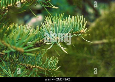 Branches de sapin épinette verte. Gros plan. Aiguilles d'épinette. Sapin de Noël moelleux. Banque D'Images