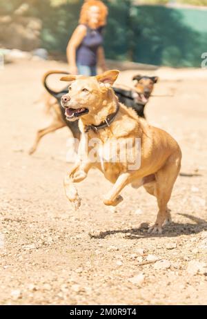 Femme jetant une balle à plusieurs chiens pour jouer dans un parc Banque D'Images