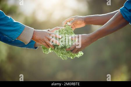Ajoutez ceci est notre stock. un fermier méconnaissable debout avec un collègue et lui donnant du kale fraîchement récolté. Banque D'Images