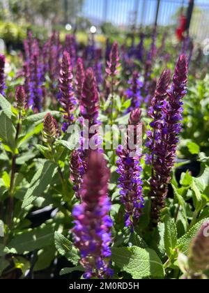 Photo sélective de fleurs de sauge bleue qui poussent dans le jardin par temps ensoleillé Banque D'Images