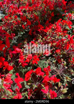 Un cliché sélectif des fleurs de coing japonais dans le jardin par temps ensoleillé Banque D'Images