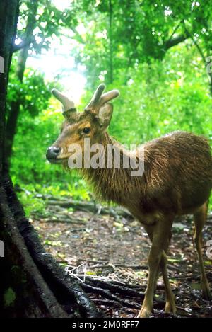 Il s'agit d'un cerf habitué qui se trouve sur l'île de Peucang, dans le parc national d'Ujung Kulon, à Pandeglang, à Banten, en Indonésie. Banque D'Images