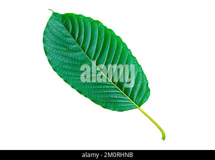 Feuille verte tropicale isolée sur fond blanc, feuille de forêt tropicale naturelle, feuilles de Kratom, Clipping Paths Banque D'Images