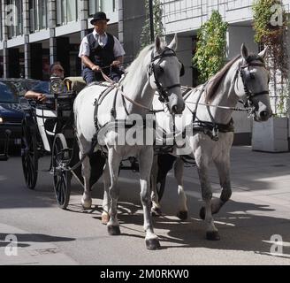 VIENNE, AUTRICHE - VERS SEPTEMBRE 2022 : chevaux et voitures Banque D'Images