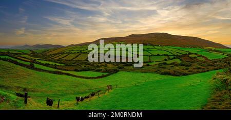 Vue sur les vaches dans un champ et paysage rural de terres agricoles près de Inch Beach, Dingle Peninsula, Irlande Banque D'Images