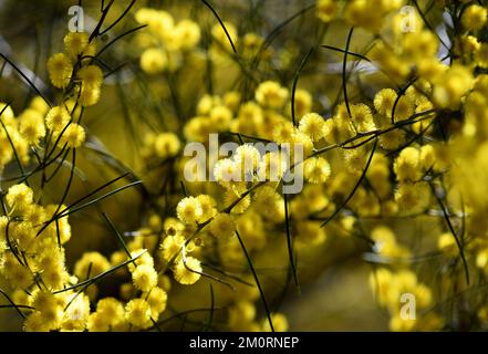 Fleurs jaunes de l'espèce australienne Needle Wattle, Acacia havilandiorum, famille des Fabaceae, Mimosoideae. Endémique à la Nouvelle-Galles du Sud et à la mallee d'Australie méridionale Banque D'Images