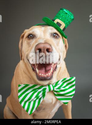 Portrait d'un chien Labrador Retriever vêtu d'un noeud papillon vert et d'un chapeau pour la Saint Patrick Banque D'Images