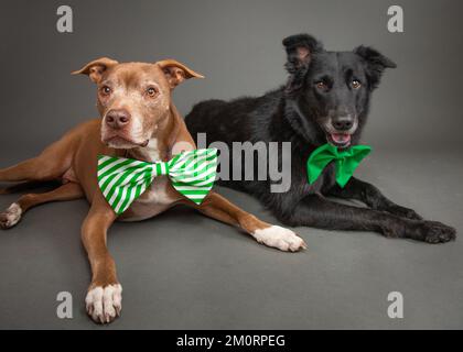 Portrait d'un terrier brun et d'un mélange de berger noir couché sur le sol et portant des nœuds papillon Banque D'Images