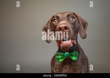 Portrait d'un groan du foie Allemand Shorthhair pointeur portant un noeud papillon vert Banque D'Images