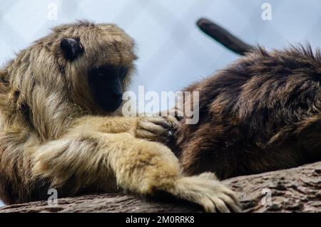 Gros plan d'un singe moelleux à la recherche de souris dans la fourrure d'un autre singe sur un fond flou Banque D'Images