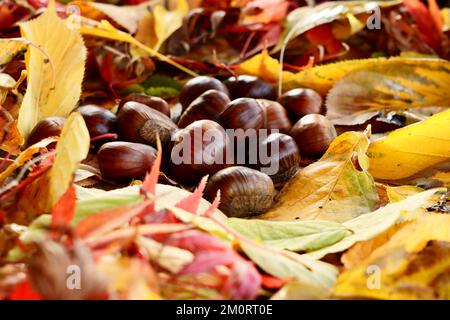 Un groupe de châtaignes entouré de feuilles d'automne Banque D'Images