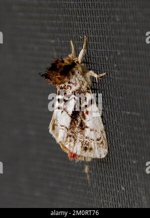 Papillon australien - Notodontid à motifs mâles, algaosoma variegata, avec tête de cheveux brune, ailes noires blanches et rouges. Sur la flyscreen, jardin du Queensland. Banque D'Images