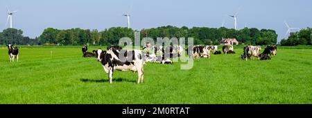 Vaches noires et blanches hollandaises dans la prairie avec turbines éoliennes en arrière-plan. Banque D'Images