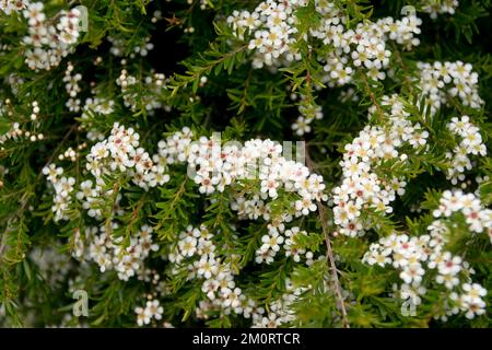 Arbuste indigène australien nain, Babingtonia bidwilli (Baeckea virgata) en pleine fleur de petites fleurs blanches. Printemps, jardin du Queensland. Banque D'Images