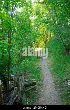 Sentier à travers la forêt verte Banque D'Images