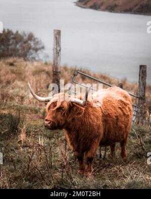 Un cliché vertical d'une vache des Highlands debout sur la rive. Banque D'Images