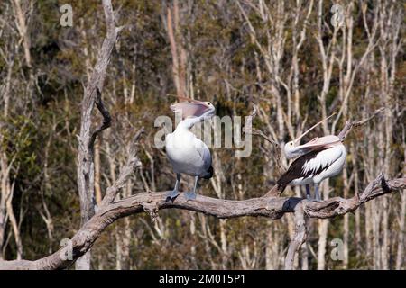 Deux pélicans australiens (Pélicanus oscillatus), l'un étirant sa pochette à billets et l'autre tout juste étirant sa pochette à billets. Australie Banque D'Images