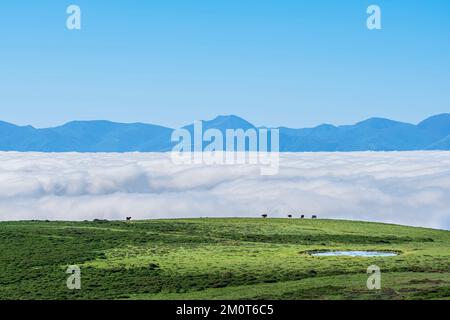 Espagne, Principauté des Asturies, municipalité de Tineo, paysage sur la Camino Primitivo, itinéraire alternatif à travers Los Hospitales, itinéraire de pèlerinage espagnol à Saint-Jacques-de-Compostelle Banque D'Images