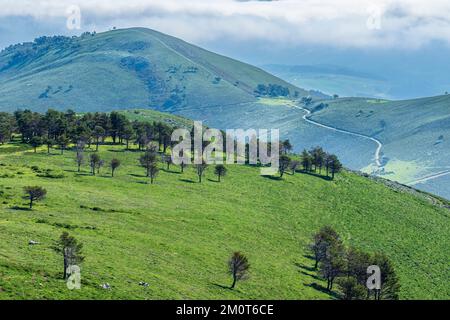 Espagne, Principauté des Asturies, municipalité de Tineo, paysage sur la Camino Primitivo, itinéraire alternatif à travers Los Hospitales, itinéraire de pèlerinage espagnol à Saint-Jacques-de-Compostelle Banque D'Images