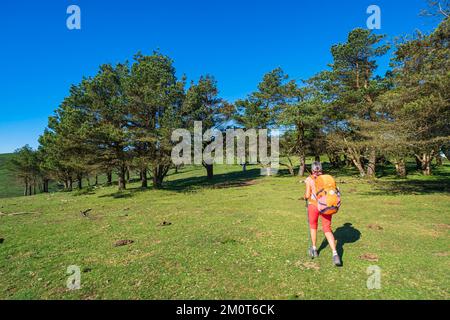 Espagne, Principauté des Asturies, municipalité de Tineo, randonnée sur le Camino Primitivo, itinéraire alternatif à travers Los Hospitales, chemin de pèlerinage espagnol à Saint-Jacques-de-Compostelle Banque D'Images