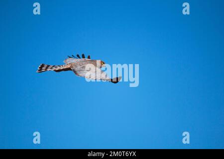 Harrier tachetée (Circus assimilis). Bundaberg Australie. Banque D'Images