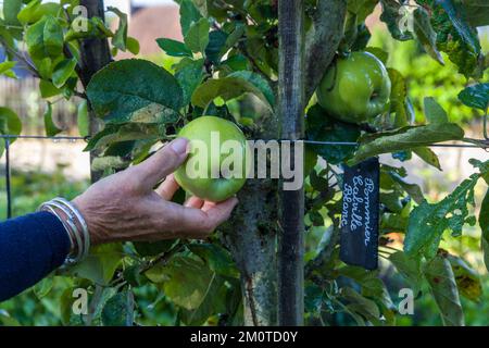 France, Indre et Loire, CH?digny, village marqué jardin remarquable, jardin du prêtre, le jardin presbytère réunit plusieurs variétés de plantes vivaces et annuelles décoratives plantes aromatiques médicinales et arbres fruitiers, pommier Calville blanche cultivé en espalier Banque D'Images