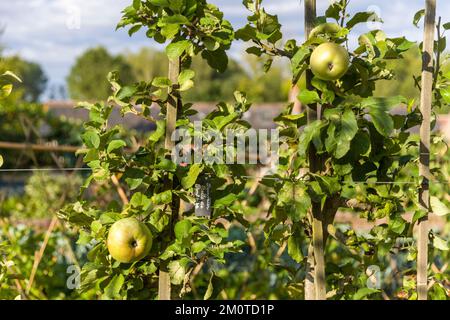 France, Indre et Loire, CH?digny, village marqué jardin remarquable, jardin du prêtre, le jardin presbytère réunit plusieurs variétés de plantes vivaces et annuelles décoratives d'arbustes aromatiques médicinaux et d'arbres fruitiers, pommier Belle de Contoise cultivé en espalier Banque D'Images