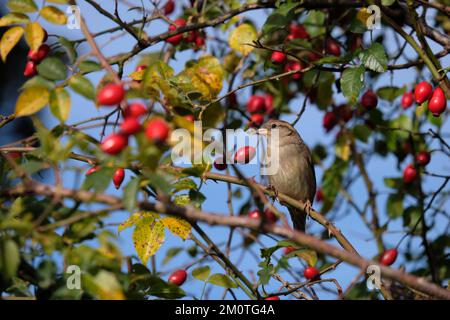 France, territoire de Belfort, Belfort, prairie, maison d'épars (Passer domesticus) femelle sur les hanches roses (Rosa sp), fruit Banque D'Images