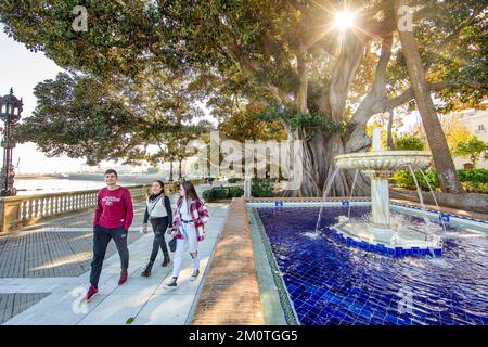 Espagne, Andalousie, Cadix, Alameda Apodaca, jeunes passant devant un arbre de ficus géant et une fontaine avec un bassin en mosaïques bleues sur la promenade côtière boisée Banque D'Images