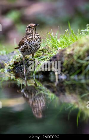 France, Ille et Vilaine, muguet de la chanson (Turdus philomelos), buvant d'un étang dans la sous-croissance Banque D'Images