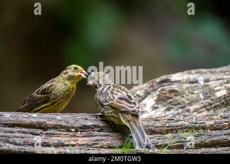 France, Bretagne, Ille et Vilaine, Bruant jaune (Emberiza citrinella), perchée sur une souche dans une sous-croissance, une femelle adulte alimentant un jeune Banque D'Images