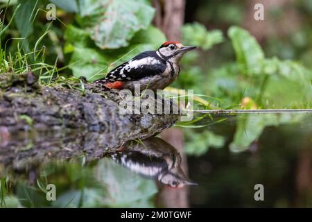 France, Ille et Vilaine, Grand pic tacheté, immature (Dendrocopos Major), buvant dans un étang Banque D'Images