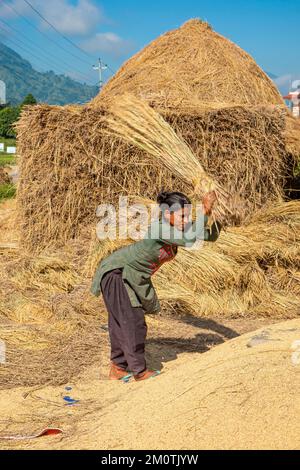 Népal, Nuwakot, battage de tiges de riz pour recueillir les graines Banque D'Images