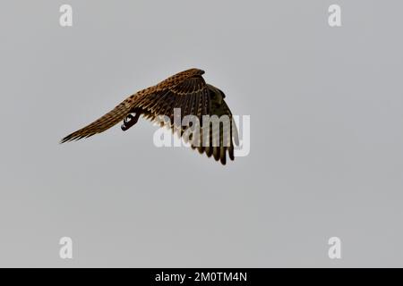 France, Doubs, faune, oiseaux, Kestrel commun (Falco tinnunculus), vol stationnaire Banque D'Images