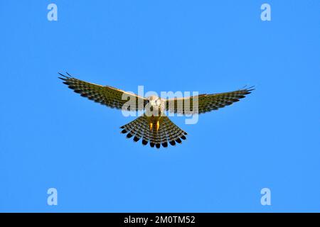 France, Doubs, faune, oiseaux, Kestrel commun (Falco tinnunculus), vol stationnaire Banque D'Images