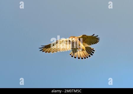 France, Doubs, faune, oiseaux, Kestrel commun (Falco tinnunculus), vol stationnaire Banque D'Images