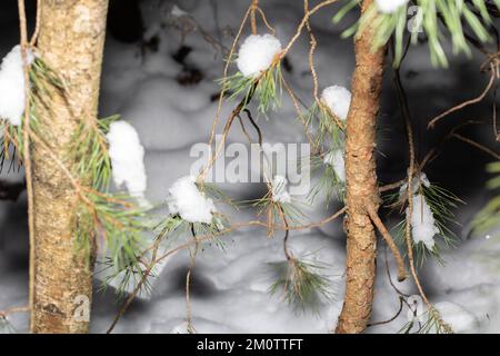 tronc et branches de l'arbre photo sous la neige Banque D'Images