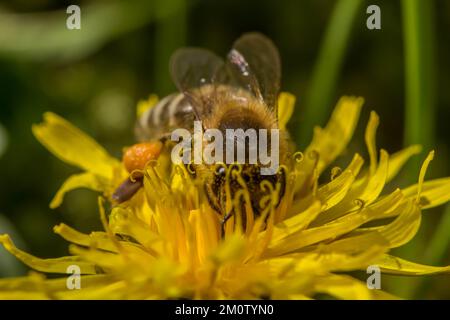 Macro photographie d'une abeille collectant du pollen sur une fleur de pissenlit Banque D'Images