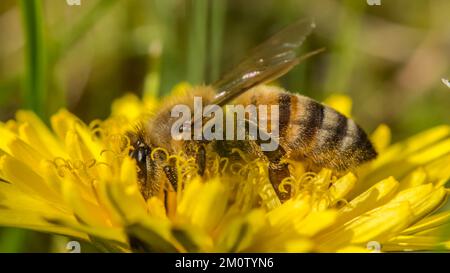 Macro photographie d'une abeille collectant du pollen sur une fleur de pissenlit Banque D'Images